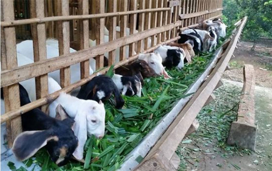Chia sẻ hơn 82 về mô hình nuôi chó thịt công nghiệp mới nhất  thdonghoadian